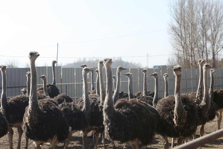 圖片默認標題_fororder_圖片34