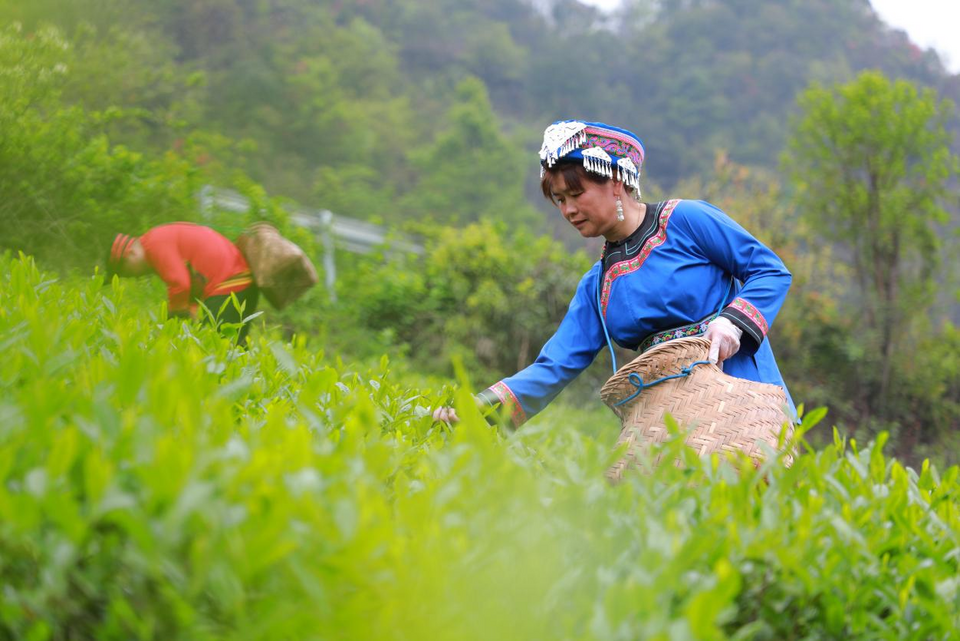 廣西靈川：春日好風光 春茶採盈筐_fororder_圖片11