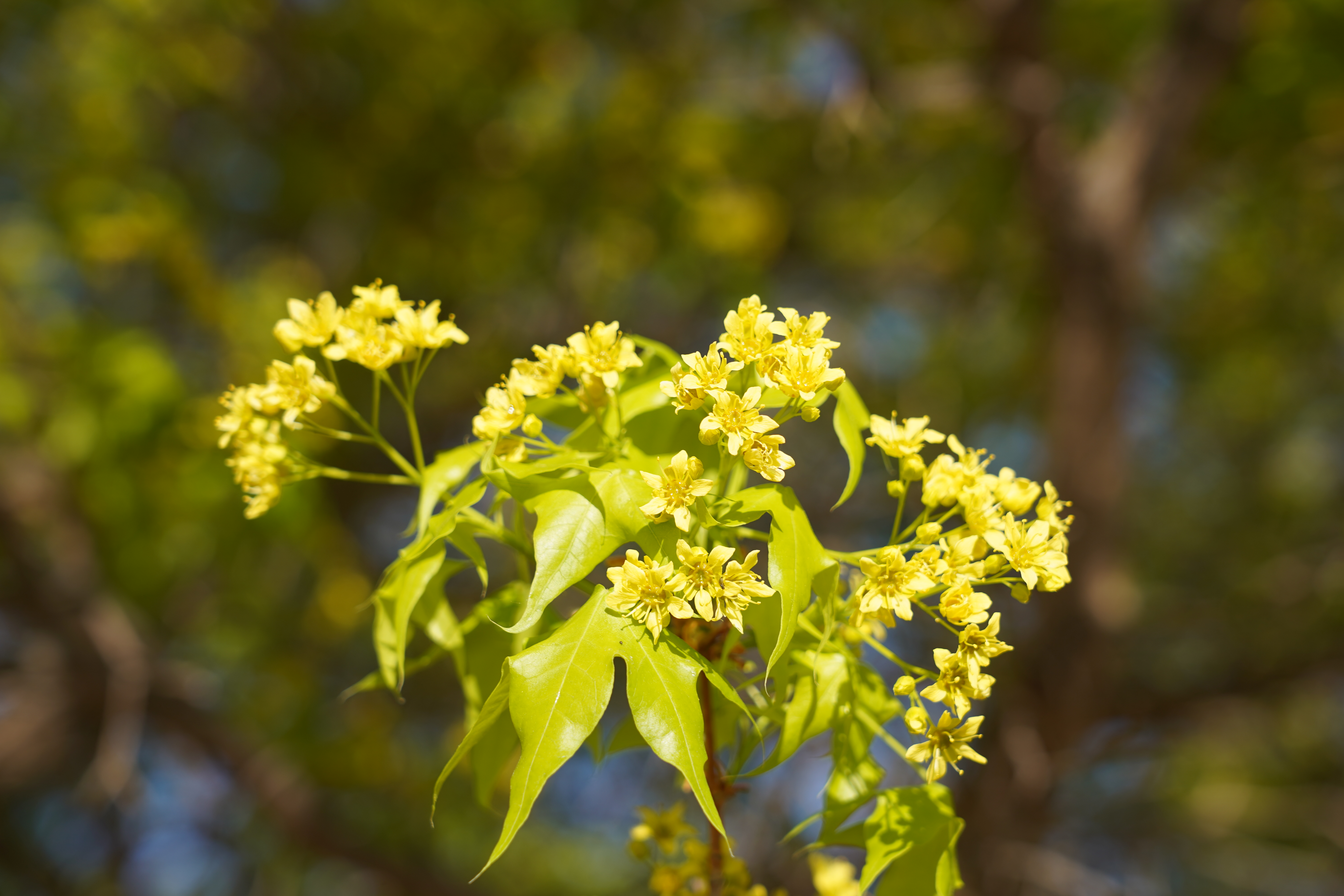 “楓”花正茂 惹人醉_fororder_DSC00529.JPG