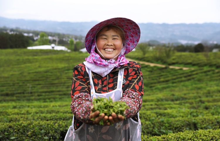 （供稿）贵州石阡：千年苔茶焕新机 “绿叶子”鼓起“钱袋子”