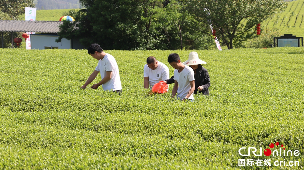 贵州遵义：茶旅融合引客来_fororder_IMG_7939.JPG