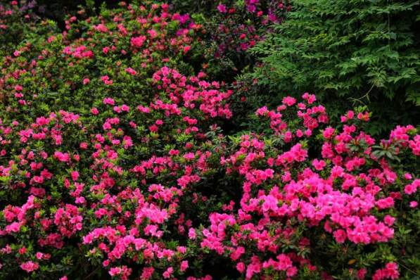 【原創】重慶雲陽:杜鵑盛開美如畫_fororder_圖片6(1)