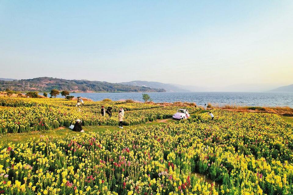 昆明花海景点图片图片