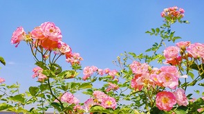 （张）四川自贡：满城花开 快来一起 赴贡井这场蔷薇花的约会