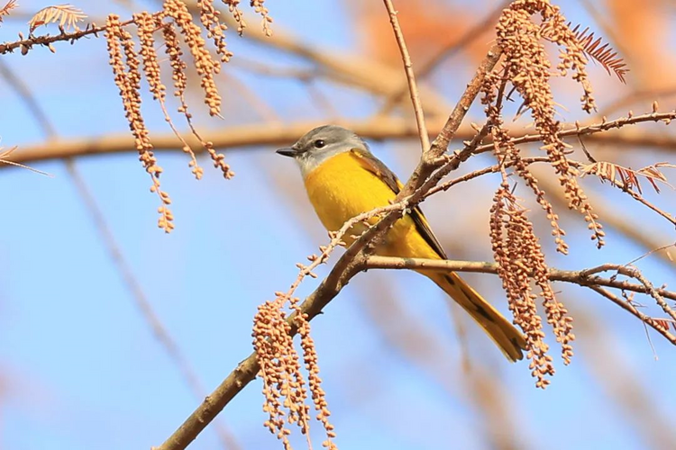 兩年增加15% 江蘇鳥類種數達8科358種