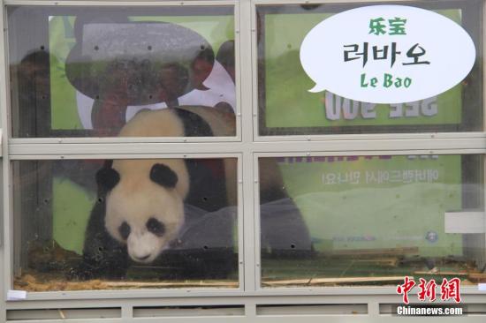 中国旅韩大熊猫人气旺 参观人数突破百万