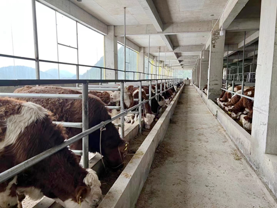 贵州惠水：肉牛养殖让产业振兴“牛”起来_fororder_牛1