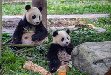 老年大熊貓的生活狀態是什麼樣的？_fororder_未標題-1