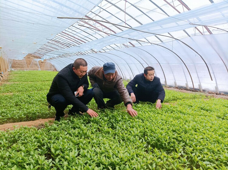 【天水】天水武山：多維發力 大力建設現代化蔬菜生産強縣_fororder_3