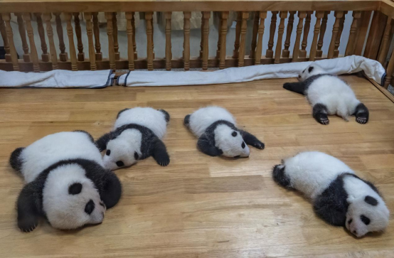 大熊猫的生长发育过程是怎样的?_fororder_未标题-1