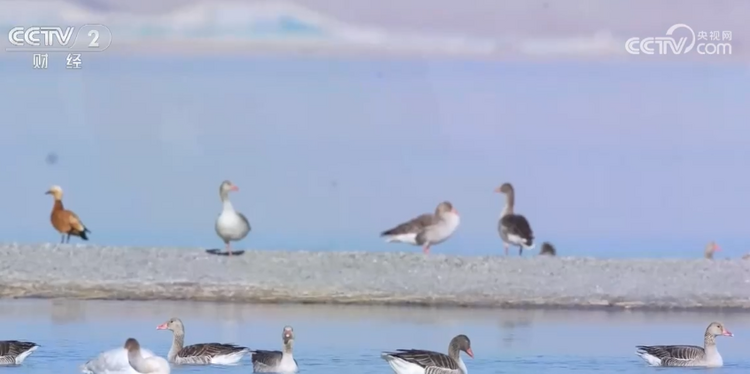 新疆烏倫古湖濕地面積增大 成候鳥“能量補給站”