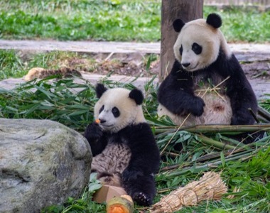 老年大熊猫的生活状态是什么样的？