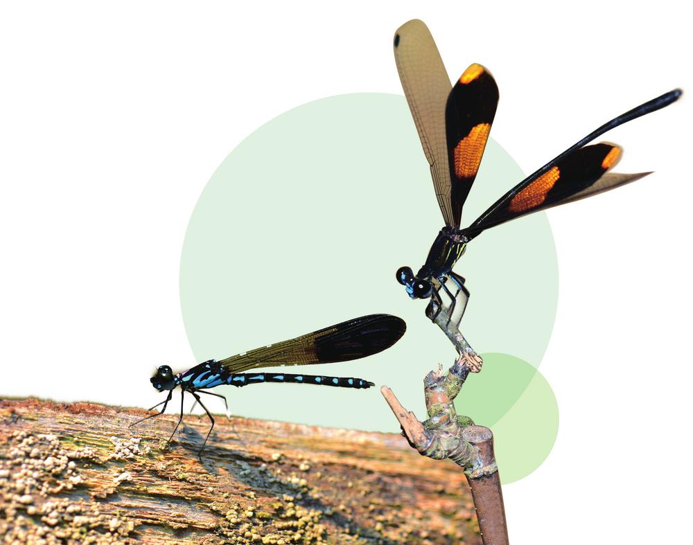 国内半数种类蜻蜓生活在云南_fororder_bf