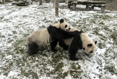 大熊貓為啥這麼珍貴？