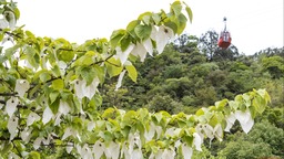 （轉載）看雪山、賞杜鵑、珙桐花 初夏的瓦屋山風景獨美