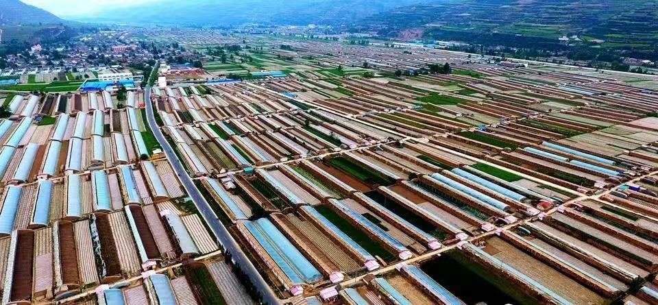 【天水】天水武山：多维发力 大力建设现代化蔬菜生产强县_fororder_1