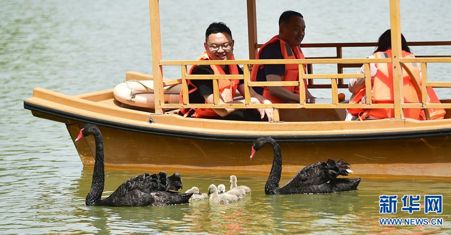 看，天鹅宝宝一家组团来“春游”了