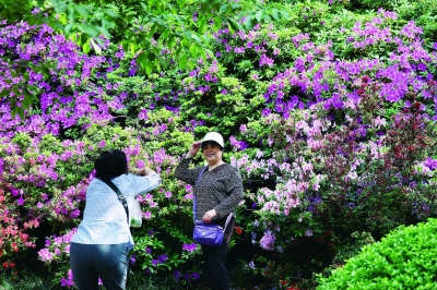 南京：百花盛开 争奇斗艳