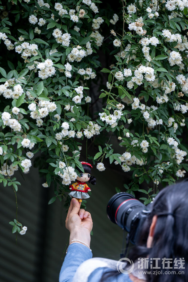 白木香花开如瀑_fororder_W020230418543042675774