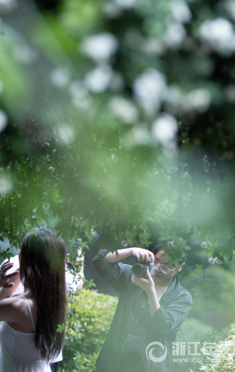 白木香花开如瀑_fororder_W020230418543041950498