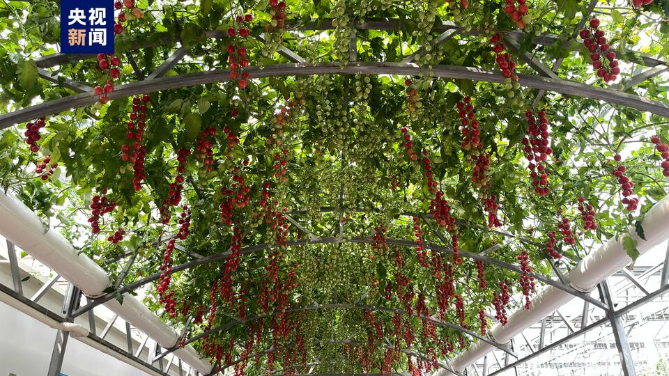 2000多个蔬菜品种亮相第二十四届中国（寿光）国际蔬菜科技博览会