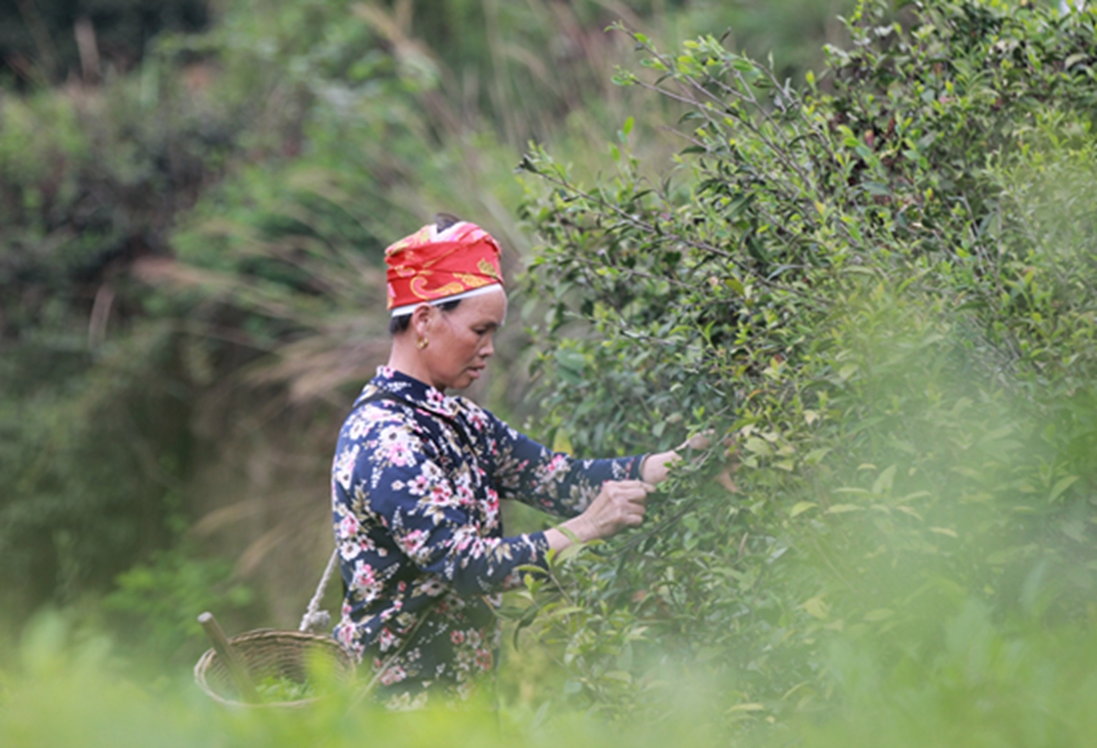 贵州施秉：谷雨时节农事忙_fororder_2023年4月19日，农民在贵州省黔东南苗族侗族自治州施秉县甘溪乡高碑村采摘古树茶。（磨桂宾 摄）.JPG