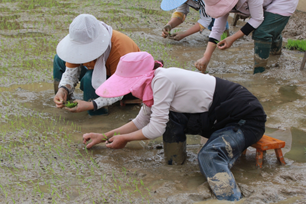 貴州施秉：穀雨時節農事忙_fororder_2023年4月19日，農民在貴州省黔東南苗族侗族自治州施秉縣甘溪鄉望城村稻田中擺放秧苗。（磨桂賓 攝） (1).JPG