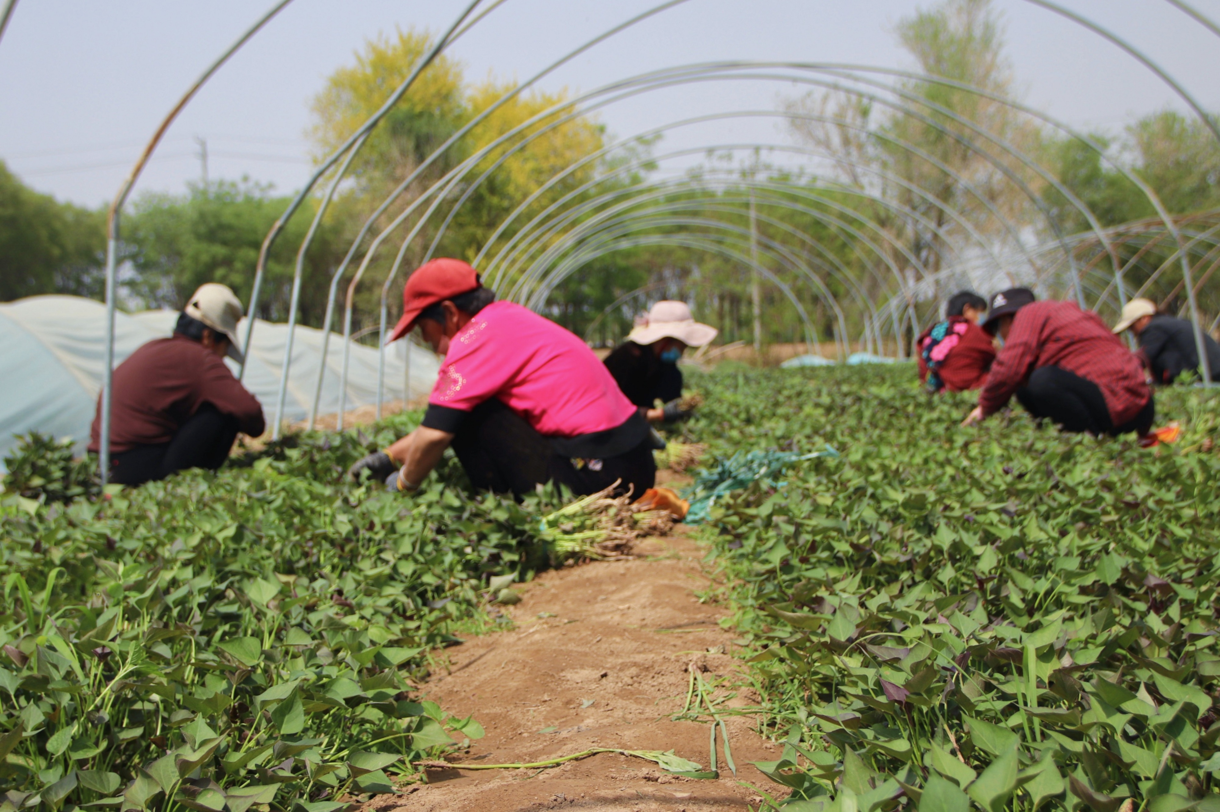 图片默认标题_fororder_2