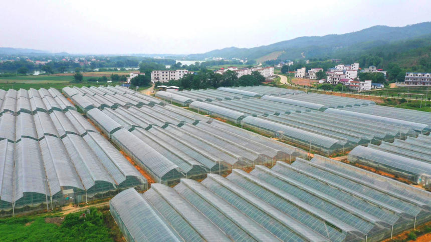 江西信豐：大棚蔬菜喜豐收 産業興旺促振興_fororder_人民網2-3
