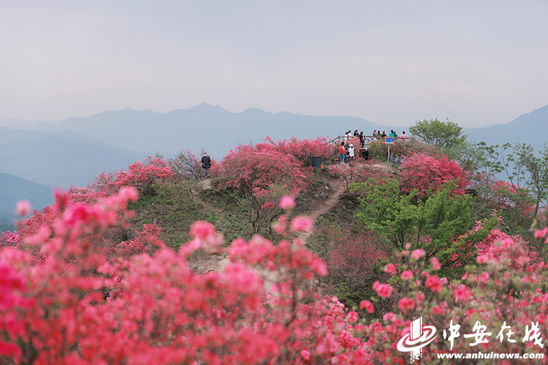 六安太平山：萬畝野生杜鵑花海“帶紅”鄉村遊_fororder_W020230419809427488235