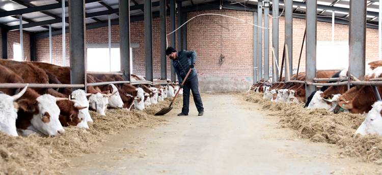 圖片默認標題_fororder_飼養員給西門塔爾牛上料