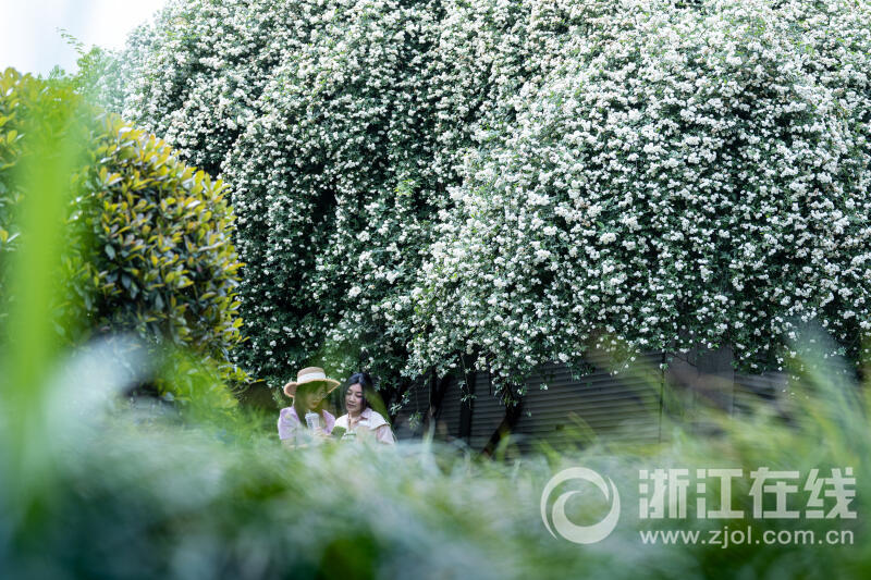 白木香花开如瀑_fororder_W020230418543041459495