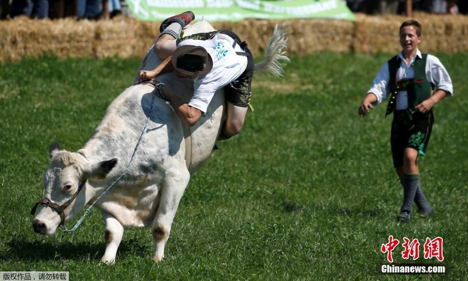德國舉行牛仔騎術大賽 征服“牛脾氣”驚險刺激