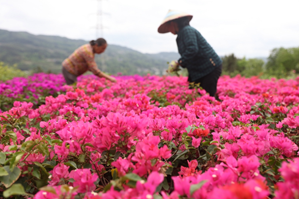 贵州施秉：谷雨时节农事忙_fororder_2023年4月19日，在贵州省黔东南苗族侗族自治州施秉县甘溪乡望城村，农民在贵州省舞扬河谷农业开发有限责任公司花圃基地里给三角梅除草。（磨桂宾 摄）.JPG