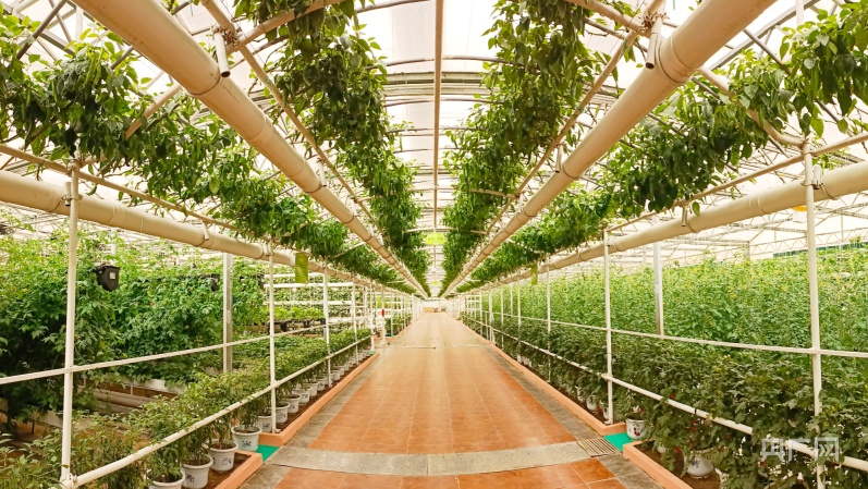 第二十四届中国（寿光）国际蔬菜科技博览会亮点纷呈