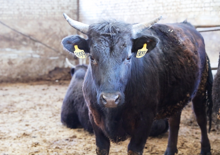 圖片默認標題_fororder_和牛