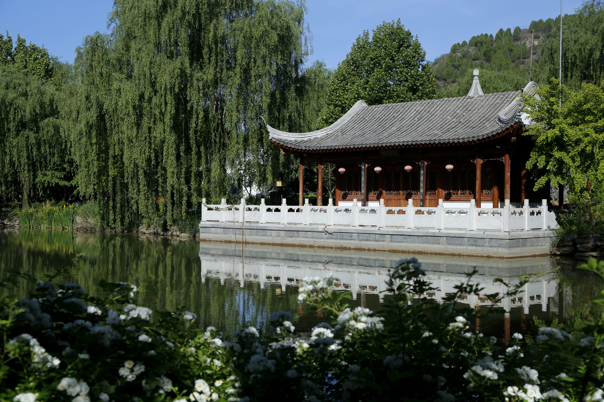 （原创）保定市满城区：满园蔷薇竞芬芳_fororder_亭台垂柳相映成趣 摄影 田素然