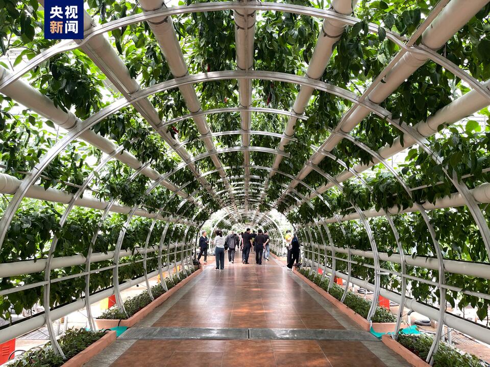 2000多个蔬菜品种亮相第二十四届中国（寿光）国际蔬菜科技博览会