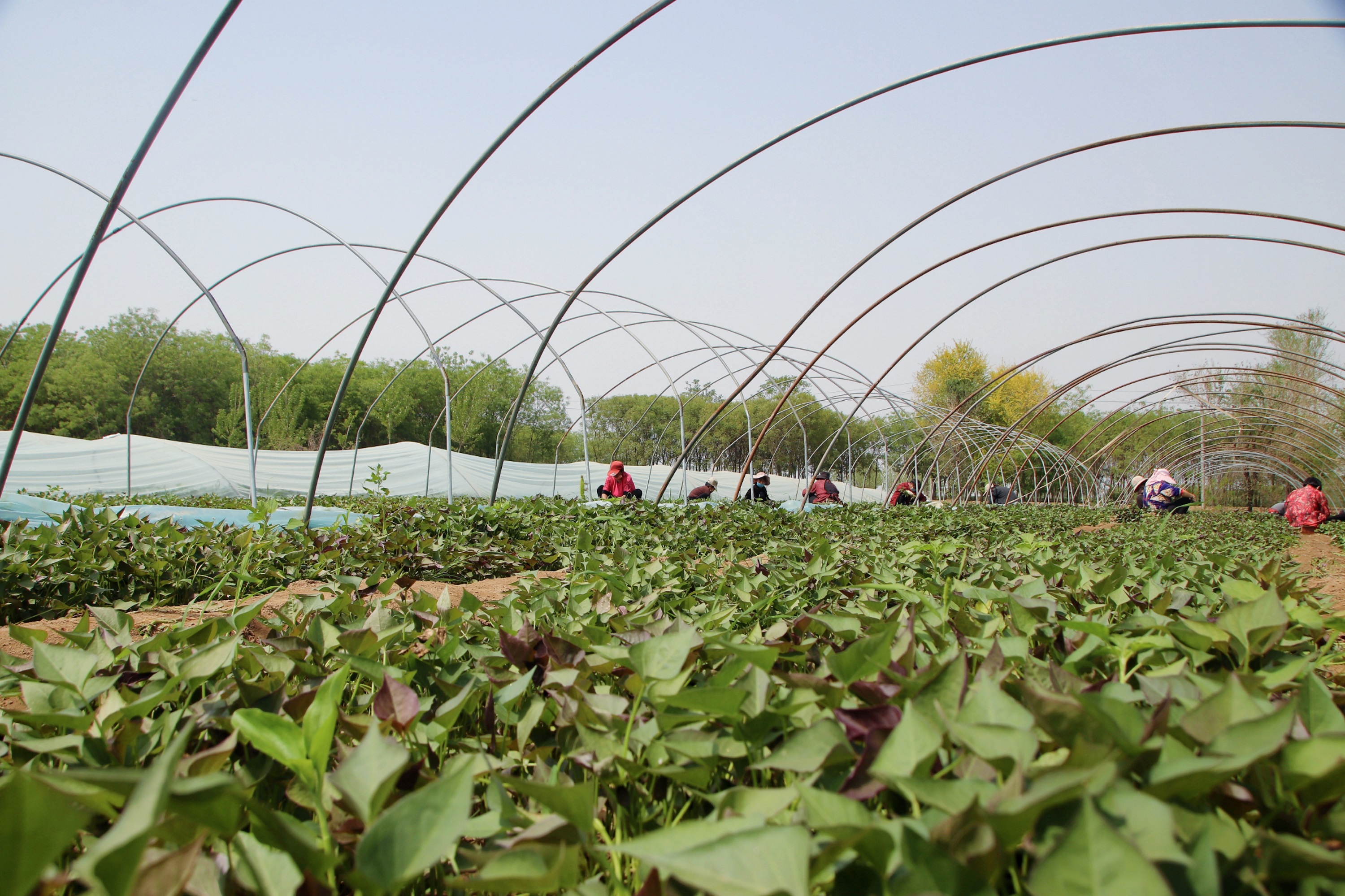 图片默认标题_fororder_4