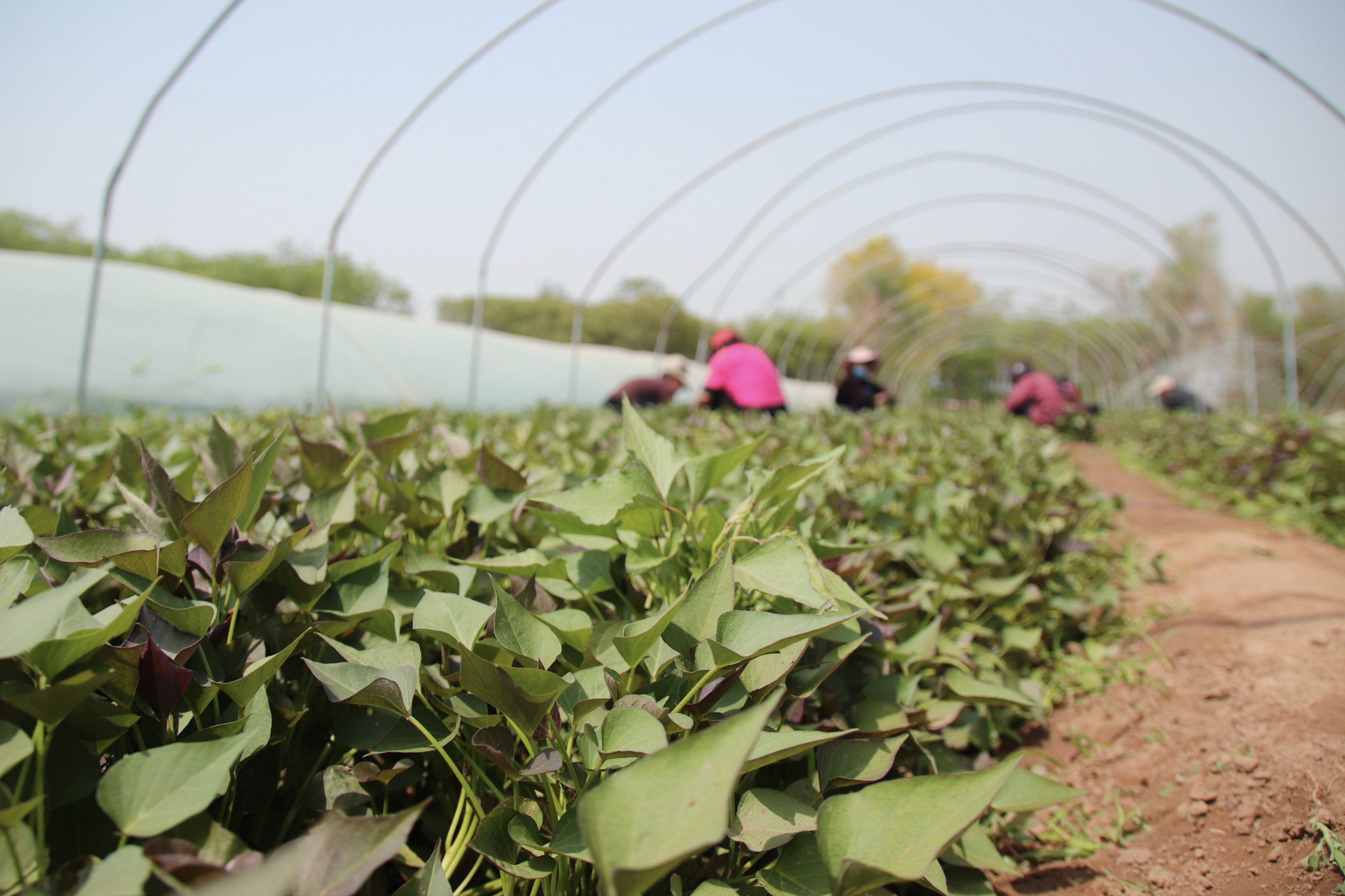 图片默认标题_fororder_3