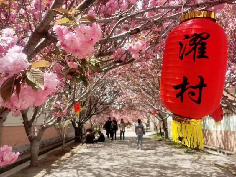 В городском уезде Лайяне города Яньтая начался «9-й Фестиваль цветения вишни в деревне Чжуоцуне»_fororder_图片2