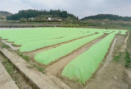 贵州瓮安：推广钵体育秧技术 助力水稻增产增收_fororder_3
