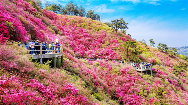 花地图斑斓 花经济绚烂 花花世界楚楚动人_fororder_01