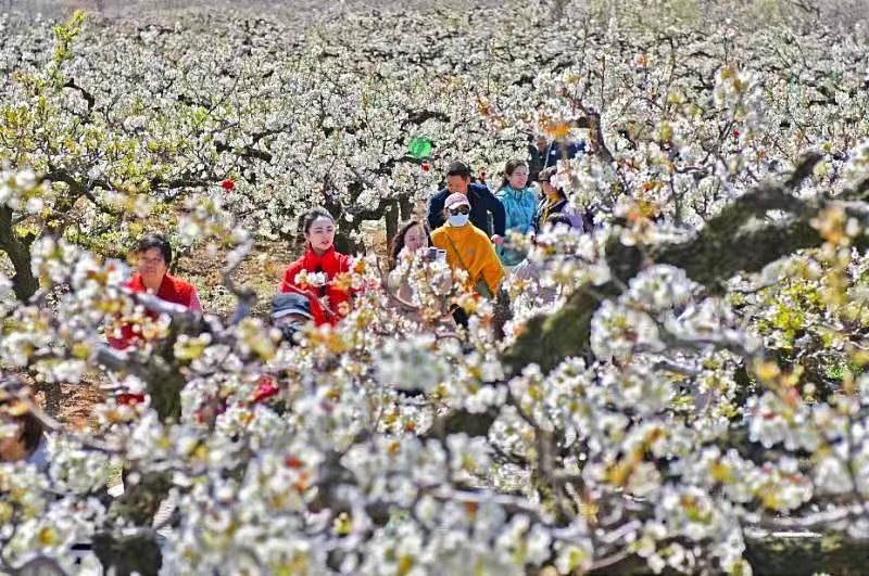 В районе Фушань города Яньтая пышно цветут груши на обширных полях_fororder_圖片1