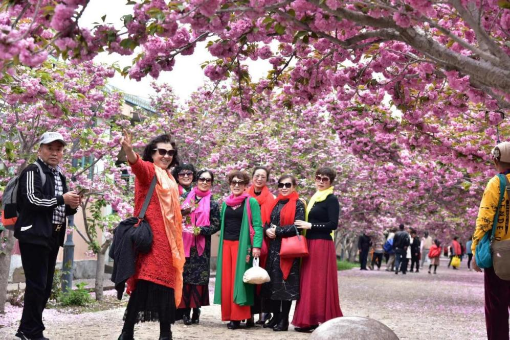 В городском уезде Лайяне города Яньтая начался «9-й Фестиваль цветения вишни в деревне Чжуоцуне»_fororder_图片3