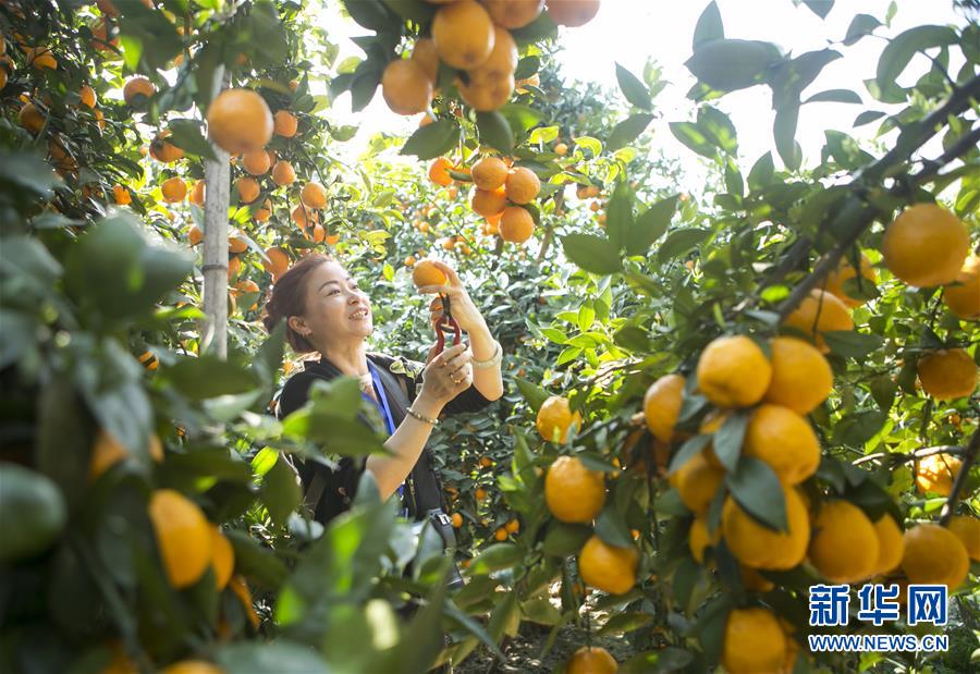 四川石棉：黃果柑迎來豐收季