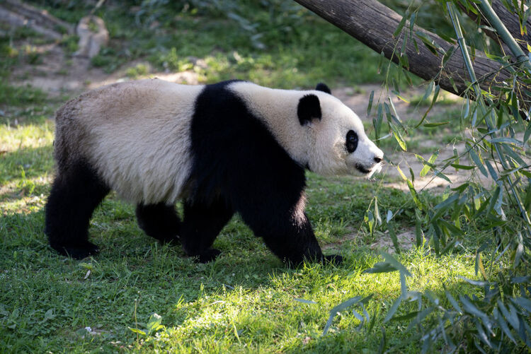 （转载）记者实地目睹旅美大熊猫“美香”接受肩周炎冷激光治疗
