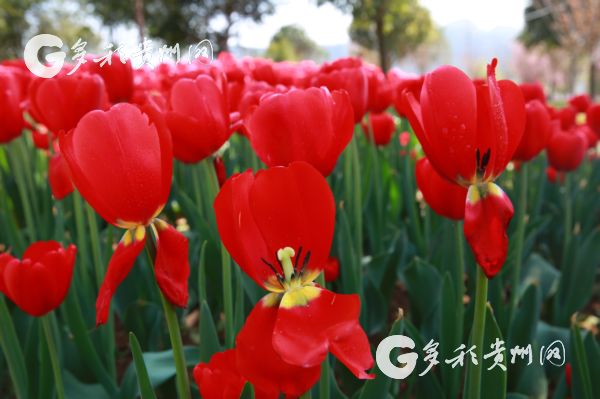 （旅遊）第三屆2018中國涼都鬱金香旅遊文化節3月24日開幕