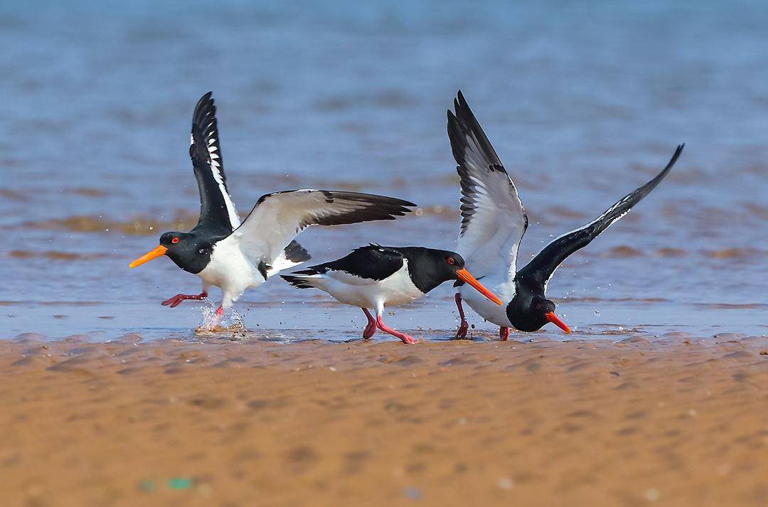 春暖濕地，鷸鳥“回家”！