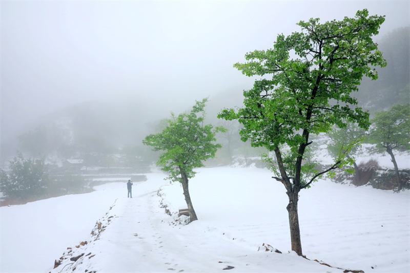 【原創】安陽林州：春雪罩青山 美景如畫卷_fororder_圖片9